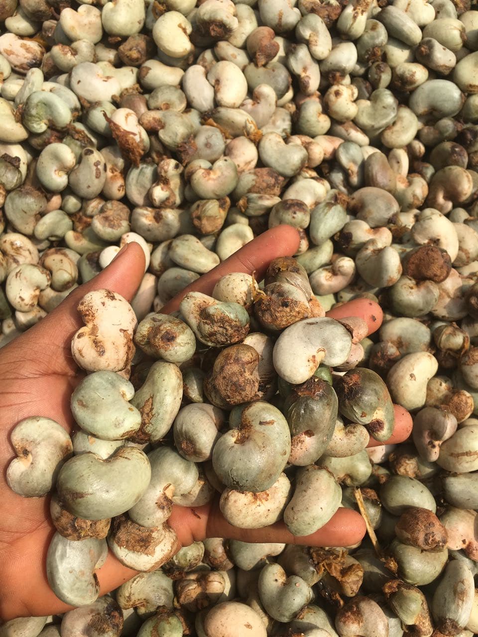 Raw  Cashew Nut